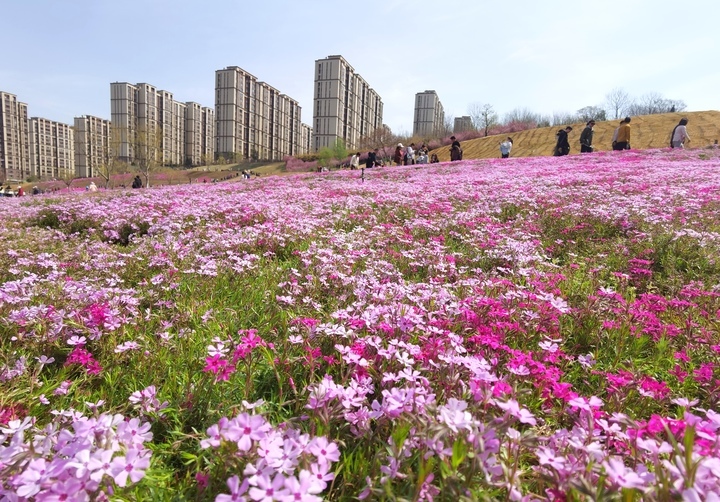 “泉”在济南过五一｜济南最大福禄考花海清明假期人气爆棚