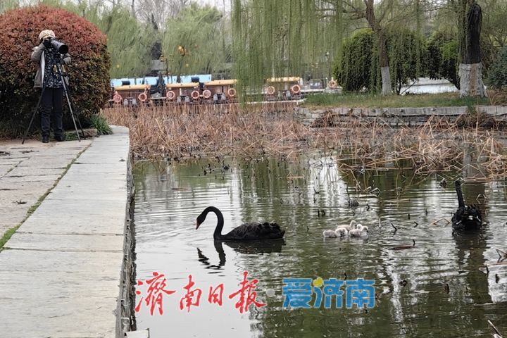 萌翻了！大明湖黑天鹅首次诞生五只鹅宝宝