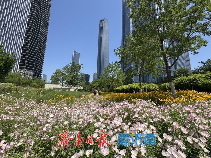 济南CBD绸带公园夏日花海绽放 现代都市邂逅自然诗意
