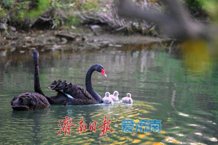 萌翻了！大明湖黑天鹅首次诞生五只鹅宝宝