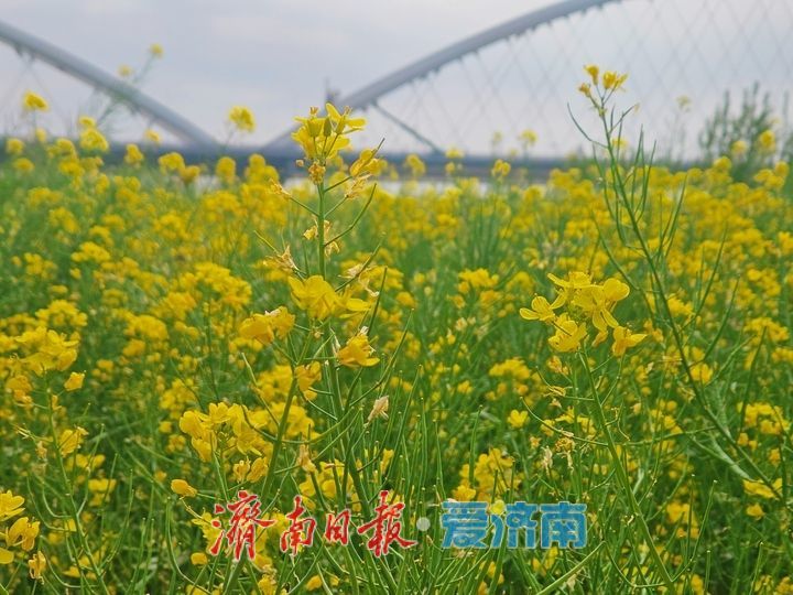一年四季 泉在济南丨黄河岸边油菜花开生态画卷醉游人