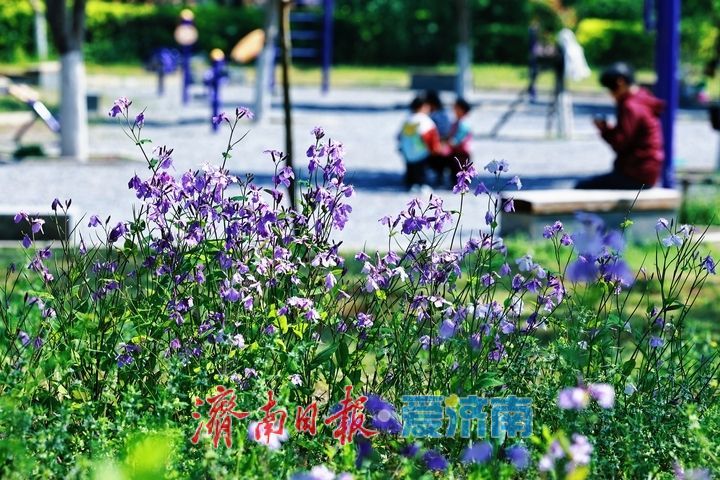 紫韵漫坡春意浓 二月兰盛放迎客