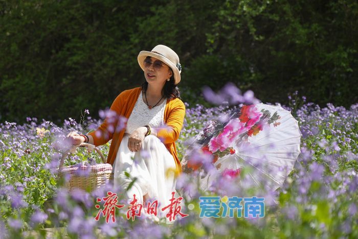 春日限定紫色浪漫！红叶谷二月兰进入最佳观赏期