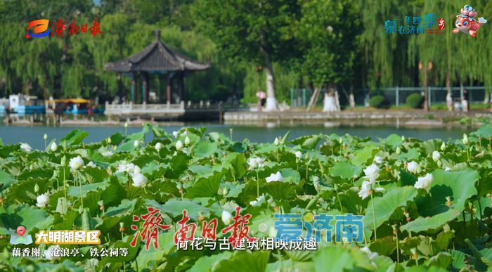 不花一分钱！济南这些绝美赏荷地，错过等一年！