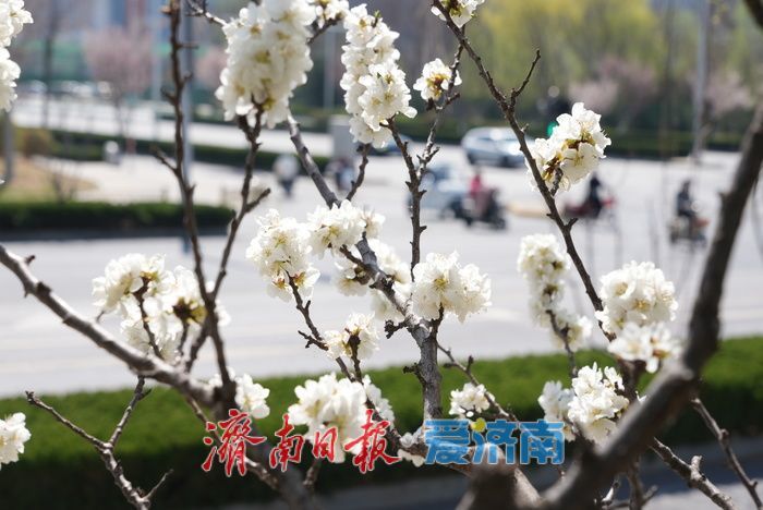 济南腊山河畔白色梅花盛放如粉似雪