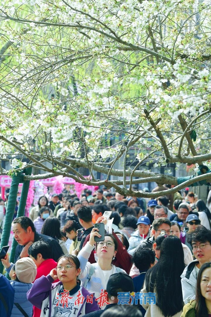 春风拂岸樱绽龙潭 ，济南市第23届五龙潭樱花节正式启幕