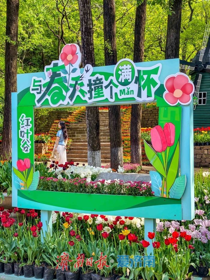 一年四季 泉在济南丨红叶谷百万郁金香盛放，点亮泉城春日盛景