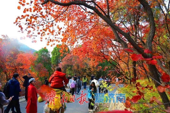 层林尽染！济南红叶谷进入最佳观赏期