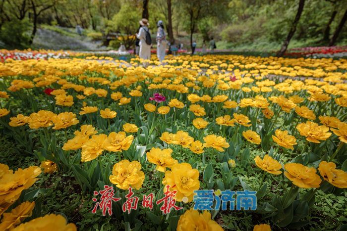 一年四季 泉在济南丨泉城春满山谷间！济南红叶谷郁金香与二月兰织就春日浪漫图景