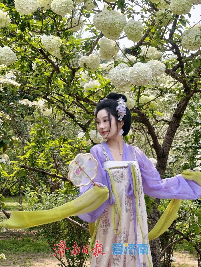 泉城公园琼花、木本绣球迎来盛花期