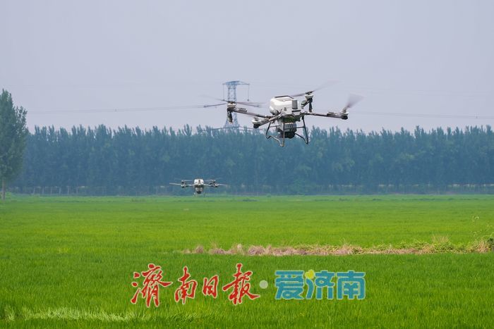无人机上阵！稻田施肥跑出“科技加速度”