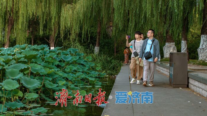 一年四季 泉在济南丨大明湖秋日荷塘：藏着泉城的专属诗意 