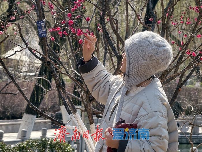 一年四季 泉在济南丨泉城又见梅花开