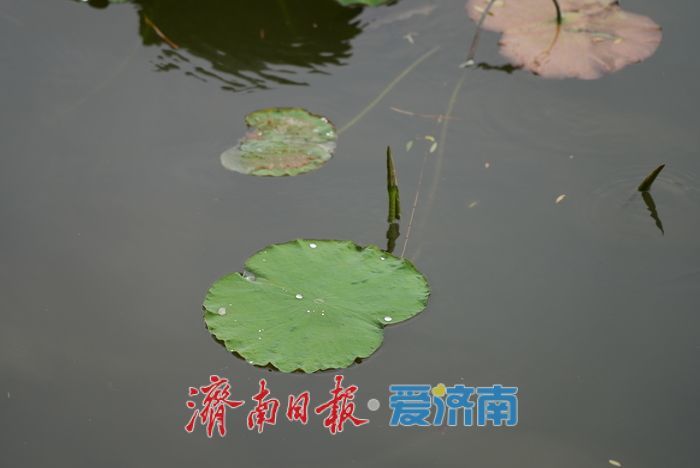 一年四季 泉在济南丨碧荷初露新装，大明湖铺展翠色锦缎