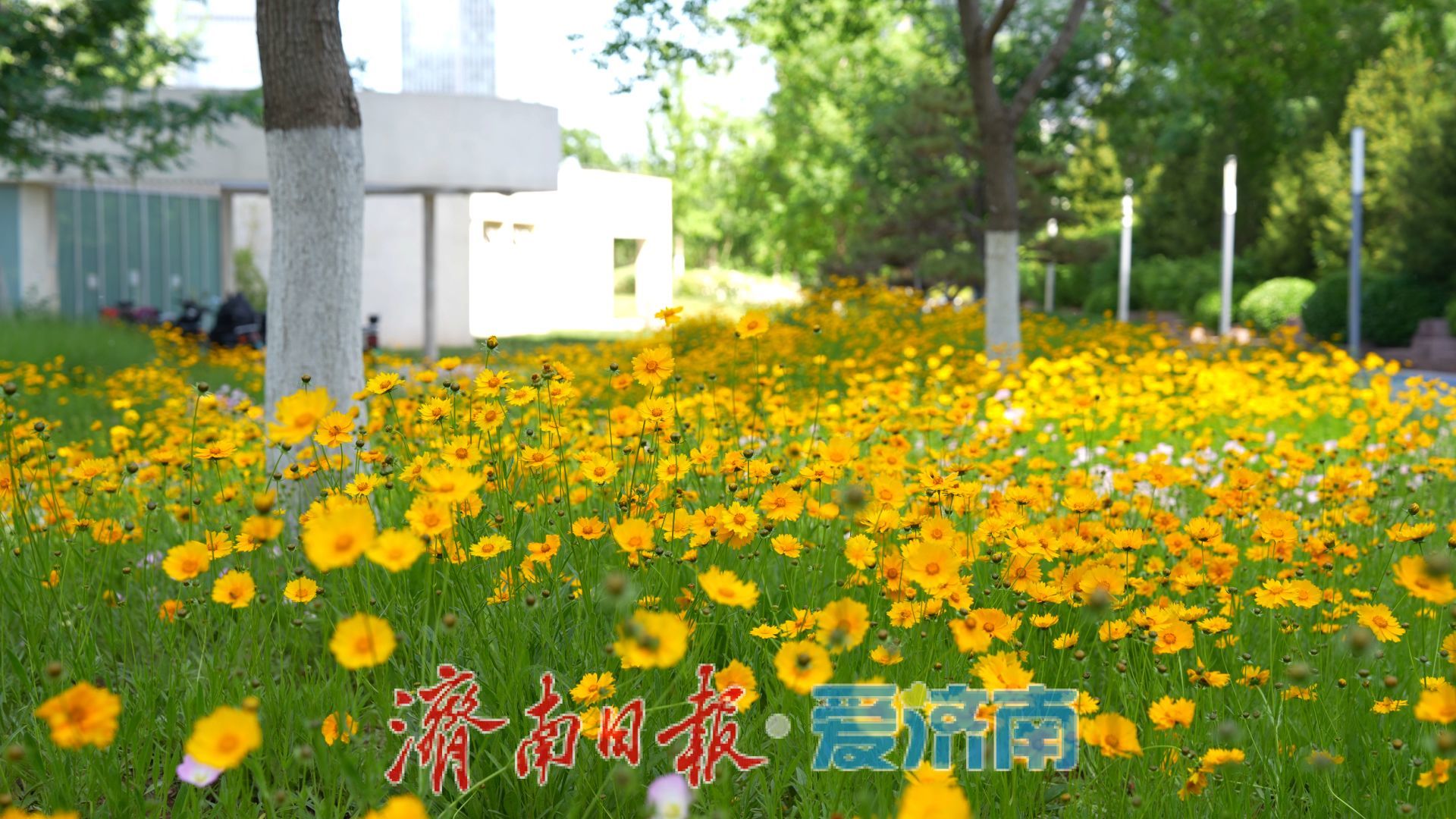 济南CBD：高楼与绿意共生，都市与自然相融