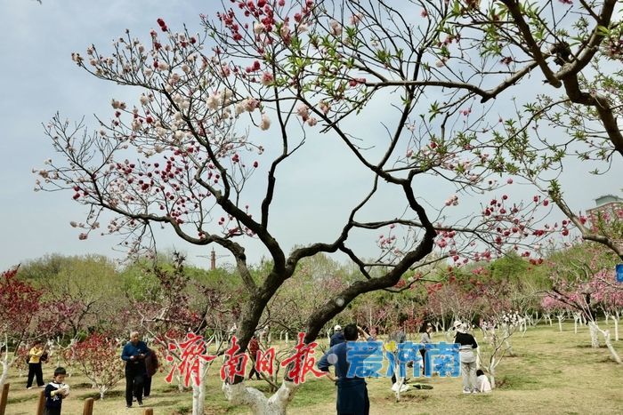 一年四季·泉在济南｜泉城公园碧桃惊艳绽放，一树双色惹人醉