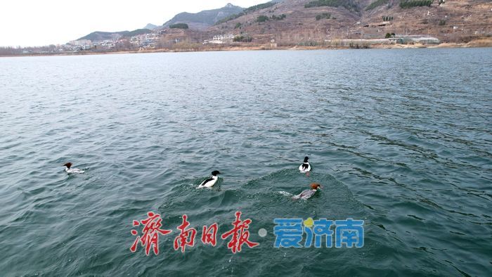 “鸟中大熊猫”中华秋沙鸭现身济南！连续七年“到访”锦绣川水库