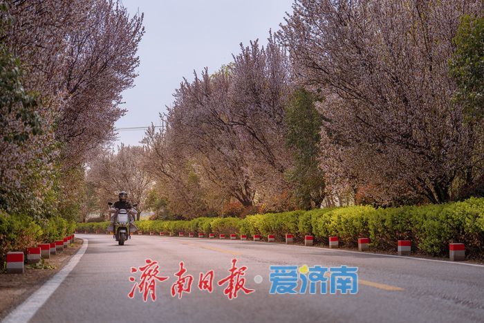 济南黄河大堤紫叶李大道进入最佳观赏期 春日盛景引市民打卡