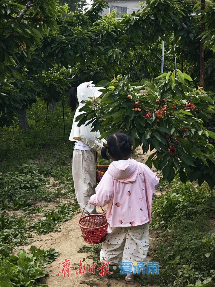樱红葚甜引客来 周末近郊采摘游受热捧 