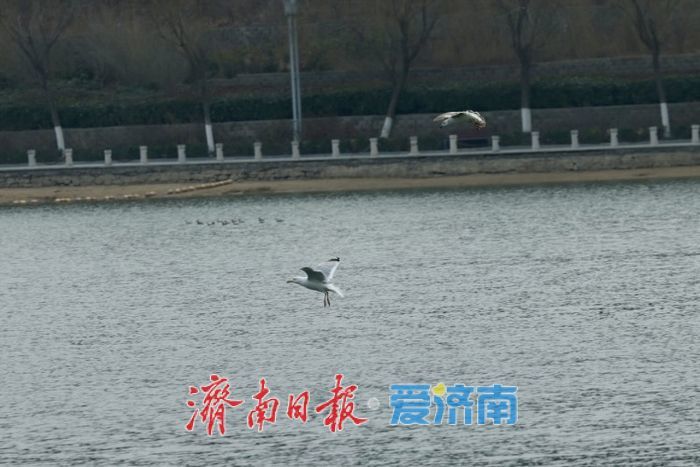 湖光潋滟处，鸥鸟共春舞——春日凤凰湖生机勃勃