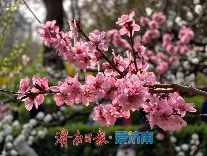一年四季 泉在济南丨百花公园碧桃盛开