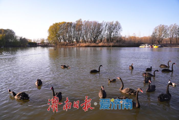 济西湿地黑天鹅当 “居民明星”，引客共赏生态趣