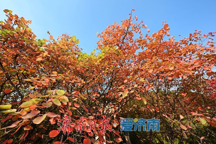 一年四季 泉在济南丨红叶初染 走进红叶谷遇见秋日限定浪漫！