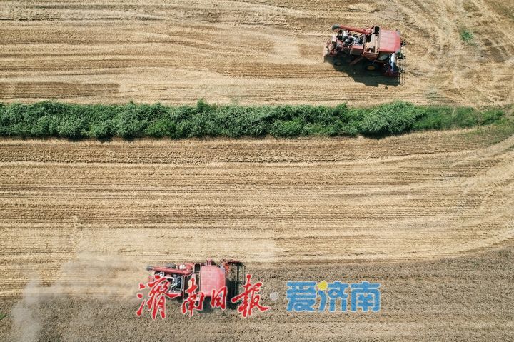 黄河畔夏收忙 济南343万亩小麦迎丰收