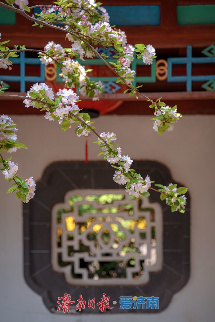 济南大明湖西府海棠盛放 古园春色醉游人