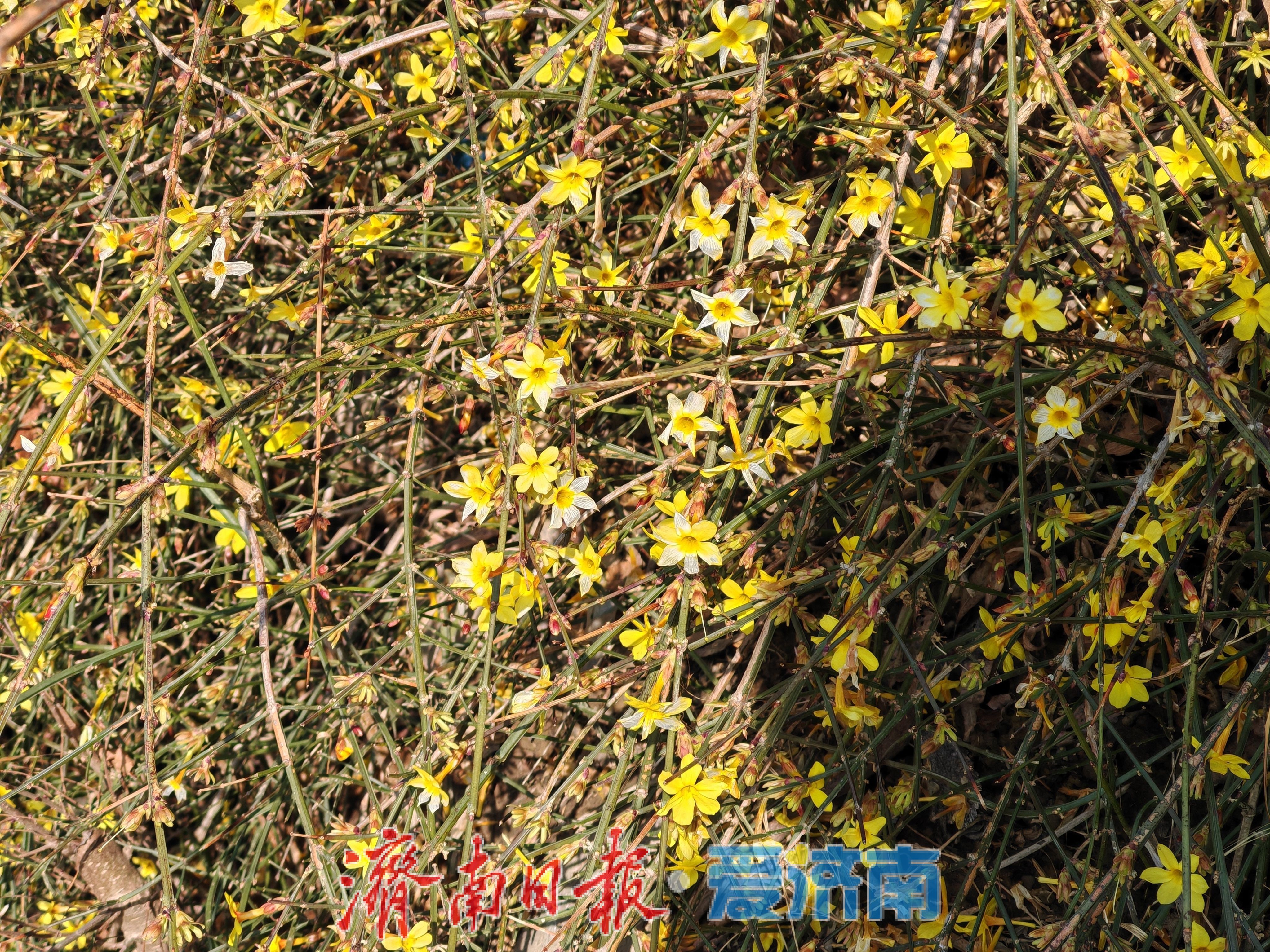 一年四季 泉在济南丨腊山河公园迎春花开