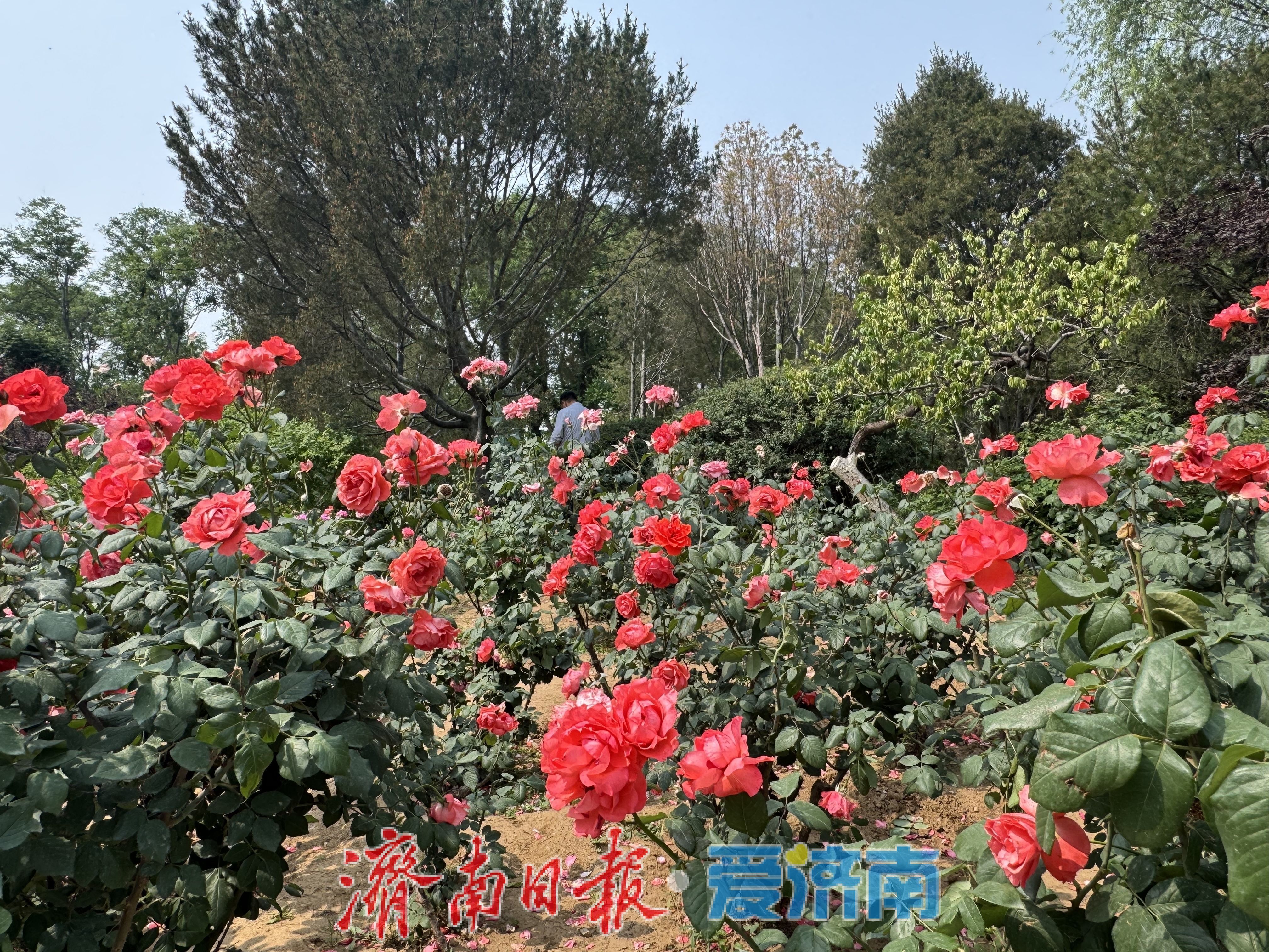 泉城公园月季园花开正艳，游客尽享浪漫花事
