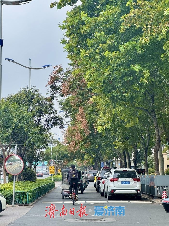 一年四季 泉在济南丨济南经十路：栾树花开添秋色