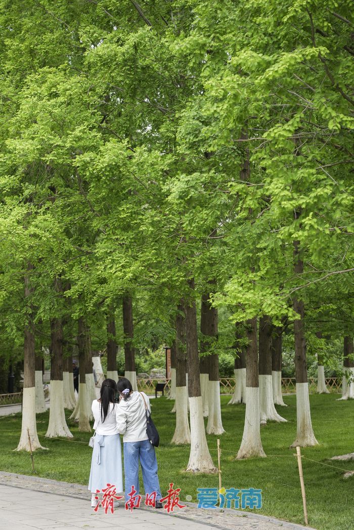 暮春时节绿意浓，济南五龙潭公园变身“绿野仙踪”