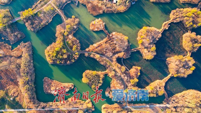 芦花纷飞裹碧湖 初冬湿地美如画——济西国家湿地公园诗意灵动