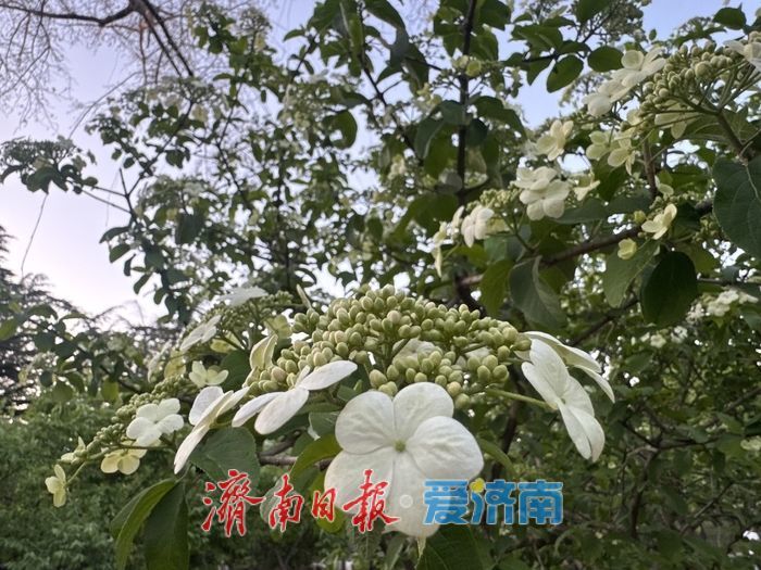 泉城公园琼花盛开 清雅春色引游人