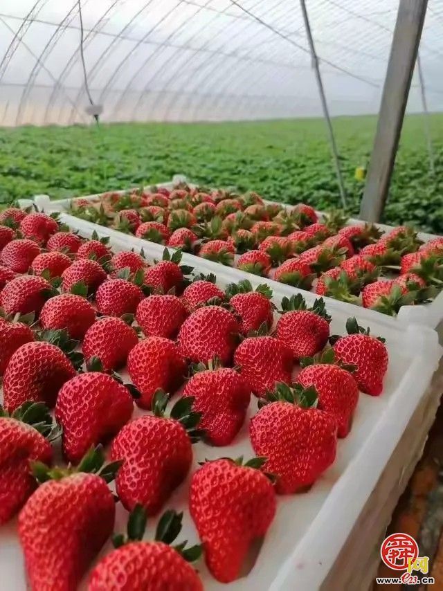 “这里是章丘！”·美食篇·龙山