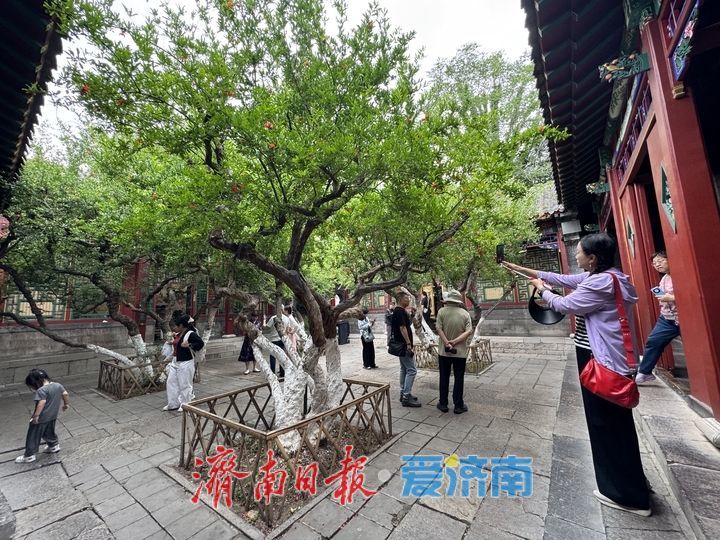 百年榴花映古建 万竹园里夏韵浓