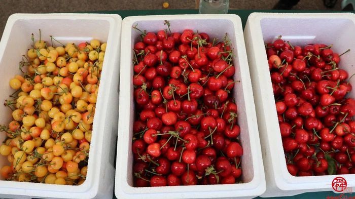 “樱”有尽有！脆甜爆汁获泉水人家C位选手