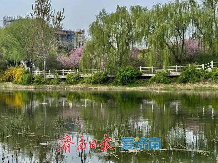 一年四季 泉在济南丨柳绿桃红映清波！小清河上游绘就春日风景画