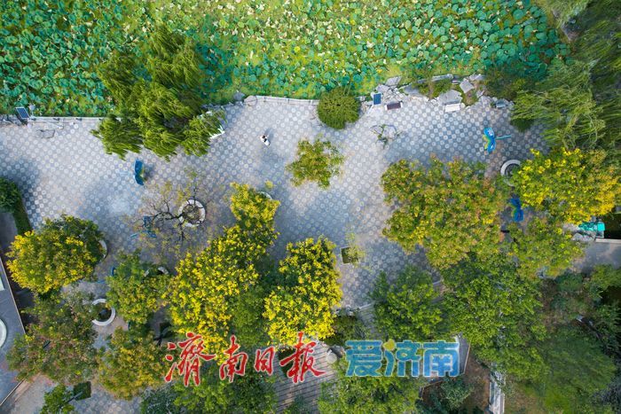 泉城公园秋色渐浓 栾树鎏金绘就秋日画卷