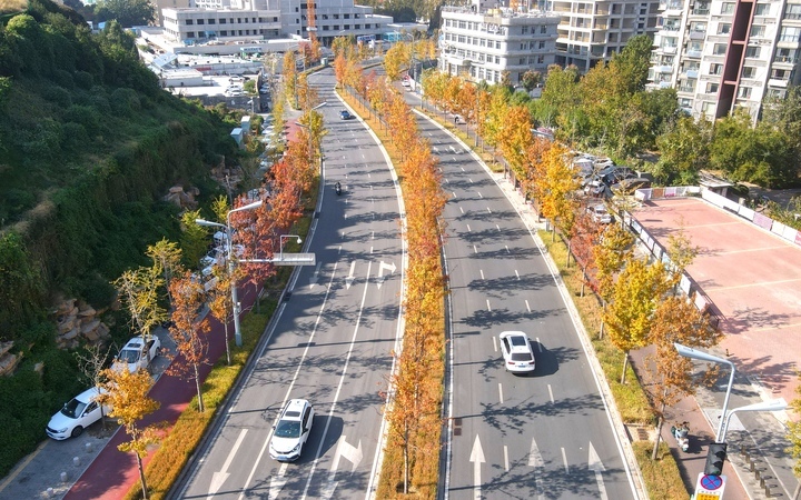 褪去“金甲”披“红装”，济南CBD迎来最美“叶”色