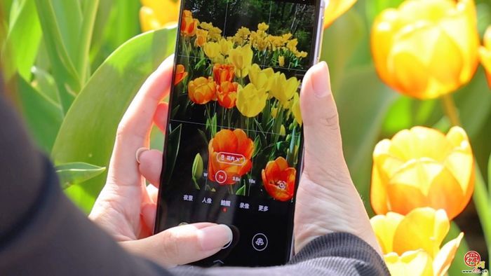 郁金香花海盛放 红叶谷邀你赴春约