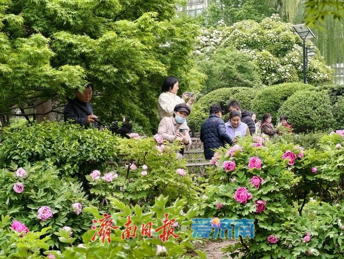 一年四季 泉在济南丨雨后牡丹，分外娇艳