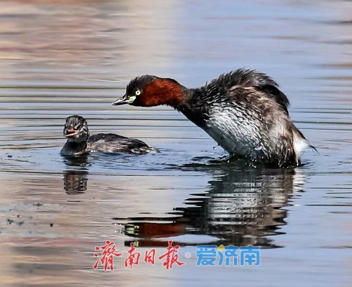 十年“打鸟”记录完整生态改善链条 济南生态向好引鸟类“安家”