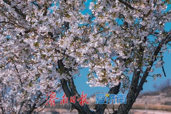 接下来，济南的人设是“樱花主理人”