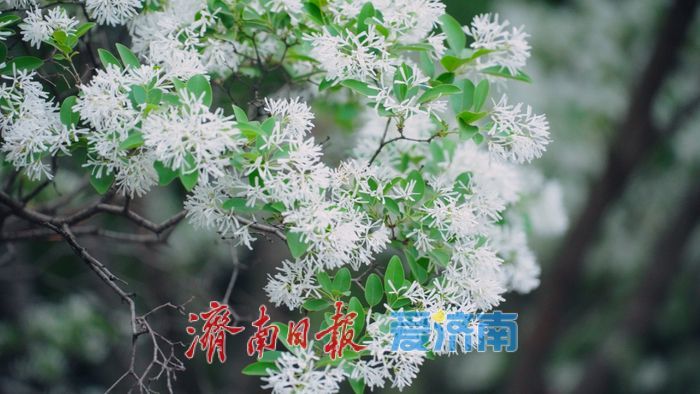 济南四月“飘雪”奇观！泉城公园流苏花海限时绽放，这份打卡指南请收好