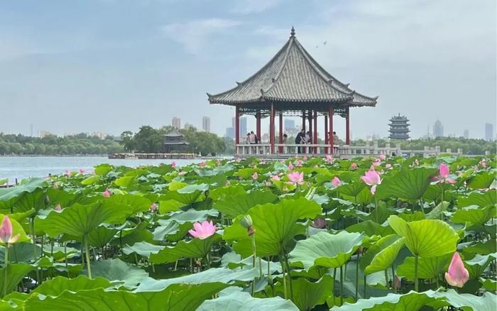 赏荷纳凉正当时！跟着赏荷地图走起