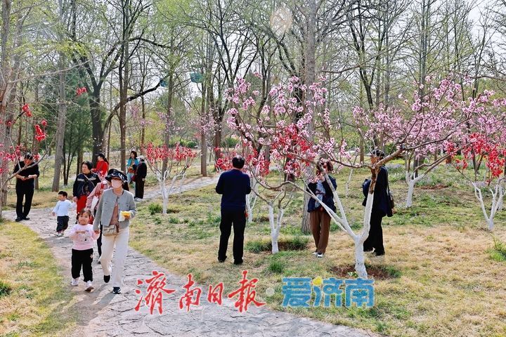 春风拂翠峦 繁花满山间 千佛山景区迎来春日赏花高峰