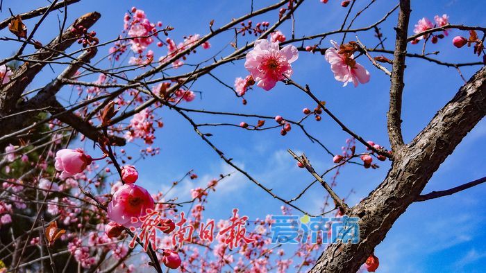 一年四季 泉在济南丨晴好沐春风 茂陵山公园春景正盛