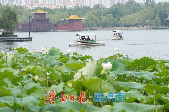 大明湖白莲映画舫 暑期游船穿梭忙